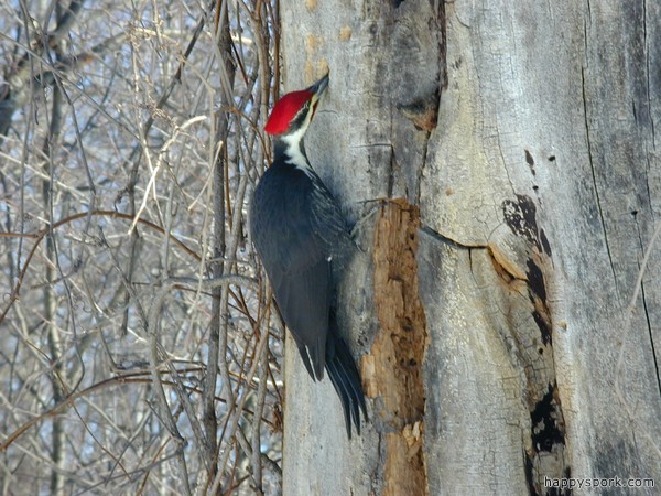 Pileated Woodpecker