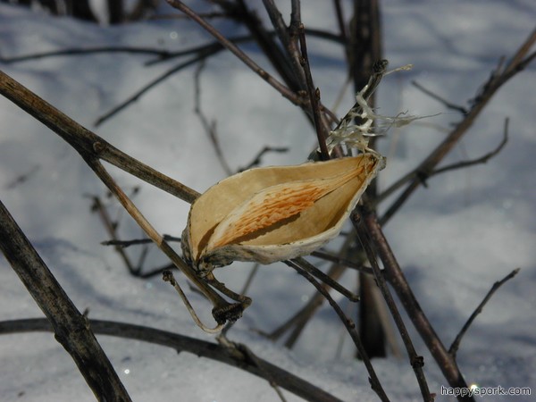Milkweed seed pod