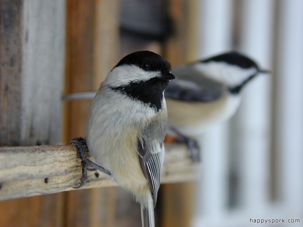 Chickadees