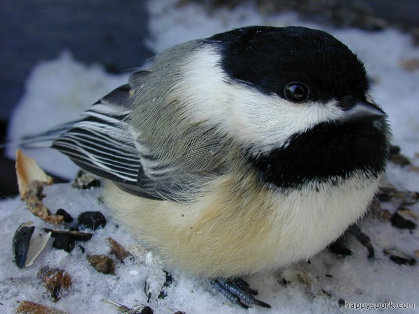 Stunned Chickadee