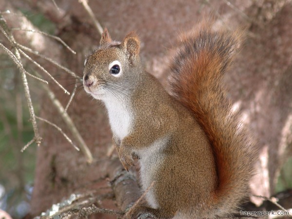 Squirrel
