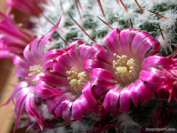 Cactus flowers