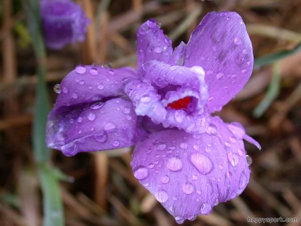 Wet Crocus