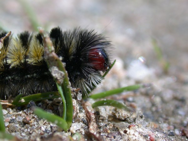Caterpillar eating grass