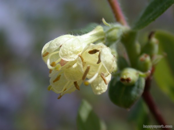 Honeysuckle