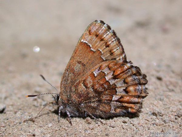 Eastern Pine Elfin