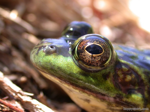 Mink Frog