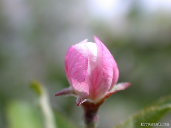 Apple flower bud