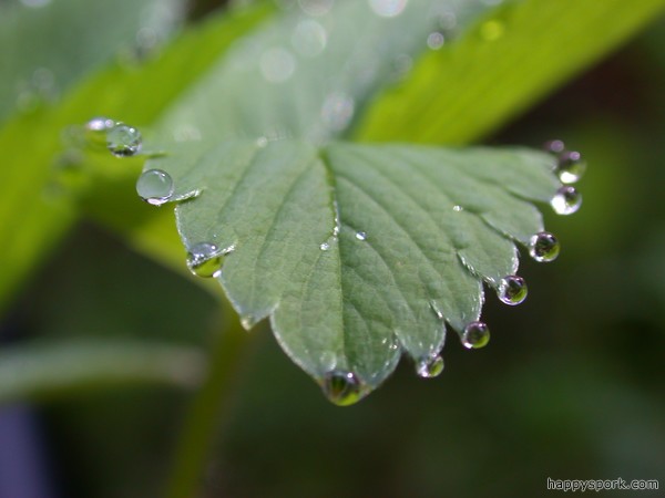 Wet Strawberry leaf
