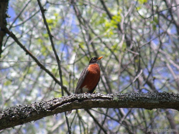 Robin