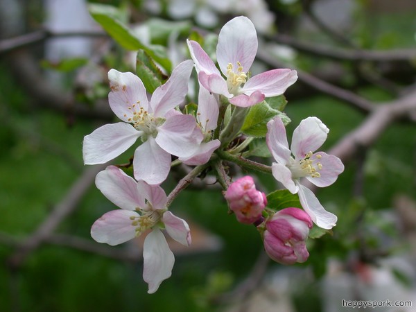 Apple blossoms