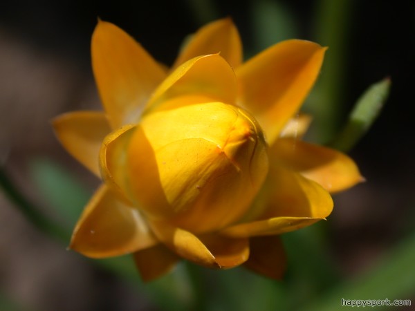 Strawflower
