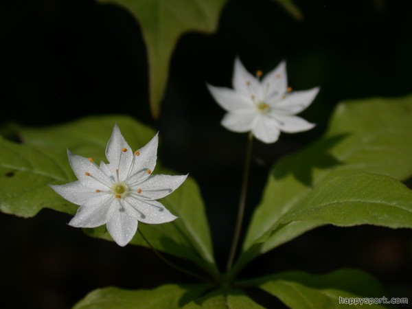 Starflowers