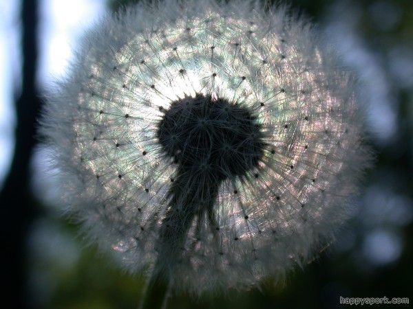 Backlit Dandelion