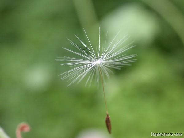 Dandelion seed