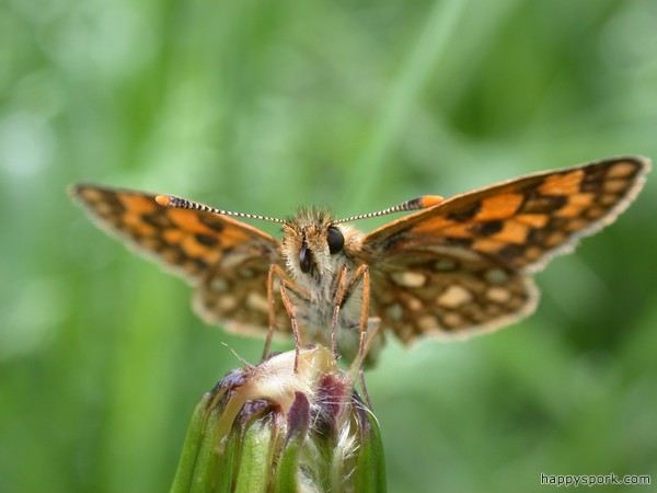 Arctic Skipper