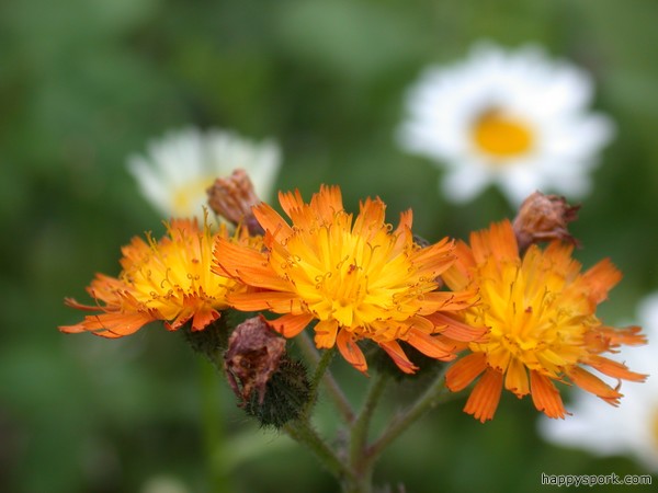 Indian Paintbrush