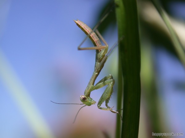 Praying Mantis