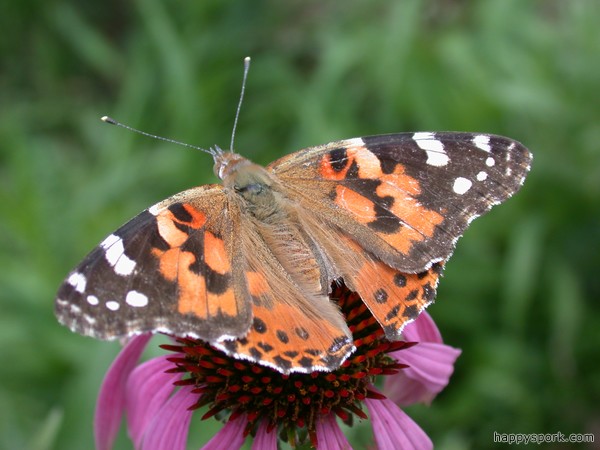 Painted Lady