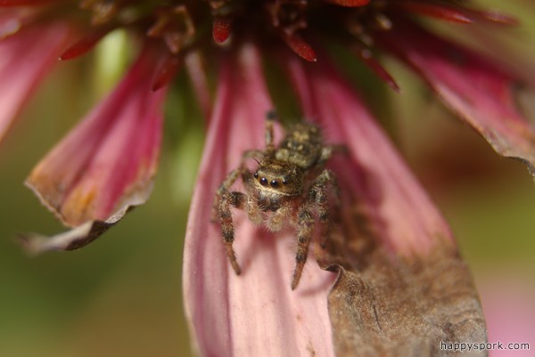 Neil the Jumping Spider