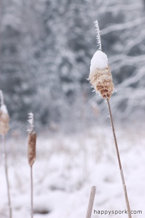 Frosted cat tails