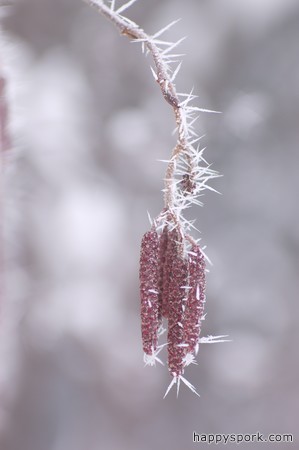 Icy Speckled Alder catkins
