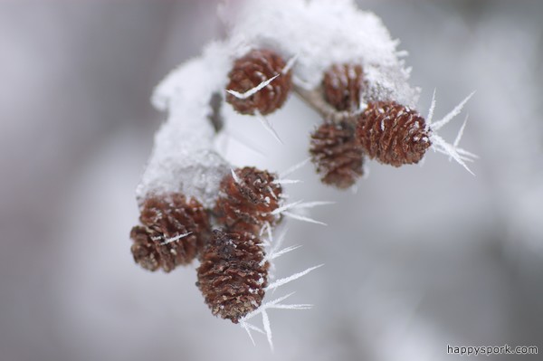 Icy Speckled Alder cones
