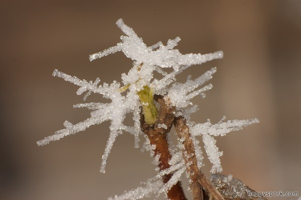 Frost