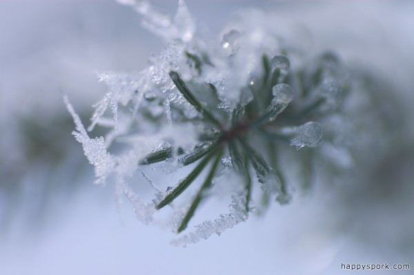 Icy Red Spruce