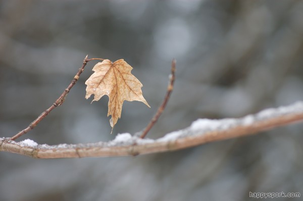 Maple leaf
