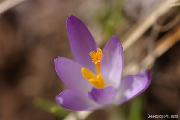Crocus