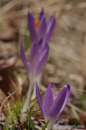 Crocuses
