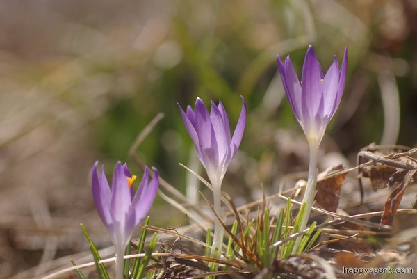 Crocuses
