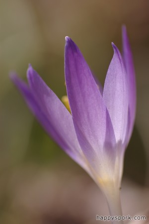 Crocus