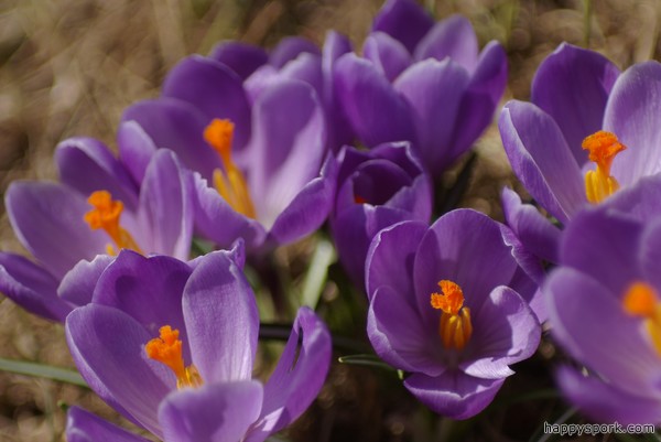 Crocuses