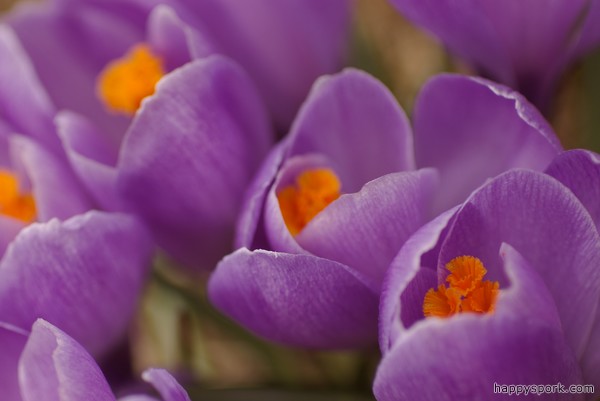 Crocuses