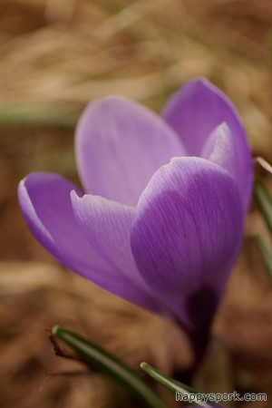 Crocus