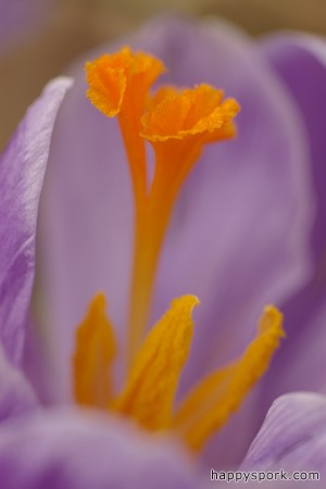 Crocus stamen