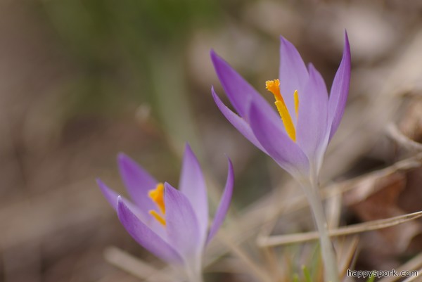 Crocuses