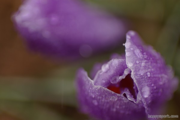 Wet Crocuses