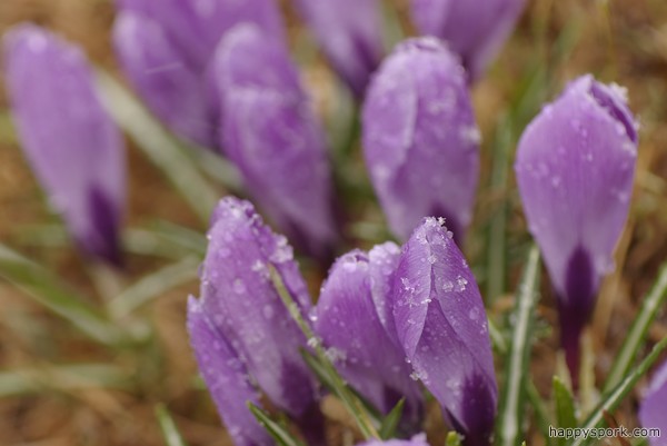 Snowed on Crocuses