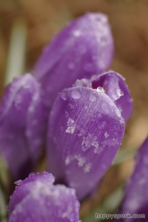 Snowed on Crocuses