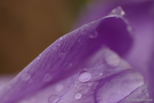 Abstract Crocus petal