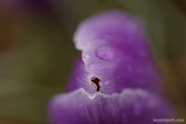 Abstract Crocus