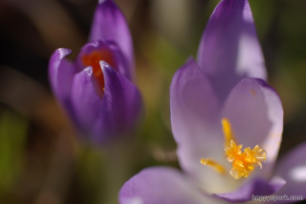 Open and closed Crocuses
