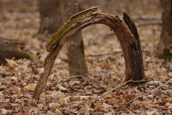Arched dead tree