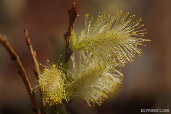 Pussy willows