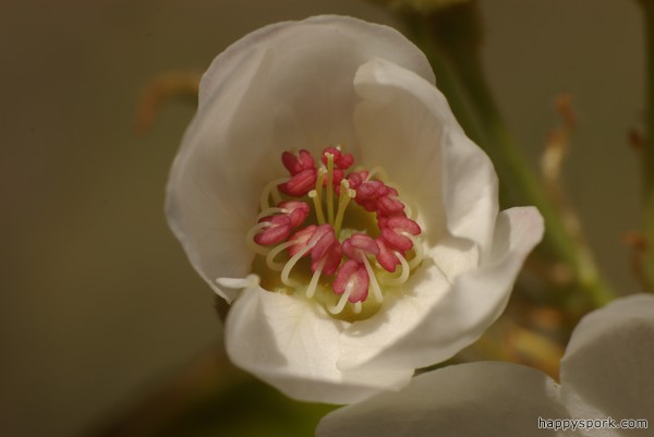 Apple flower