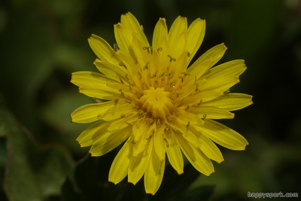 Dandelion