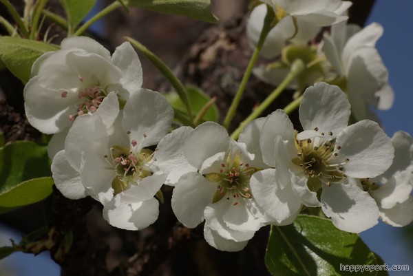 Apple blossoms